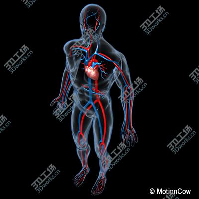 images/goods_img/20210319/Human Cardiovascular System/5.jpg